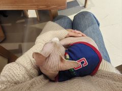 -藏猫猫咖啡主题馆(中央大道店)