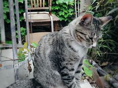 -海边的猫和咖啡馆