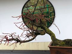 -香雪海