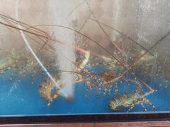 龙虾粥-越海渔村