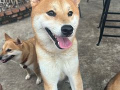 -柴犬高等学院·狗咖·柴犬售卖·宠物训练