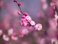 -花开海上生态园