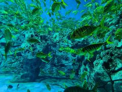 -芜湖新华联大白鲸海洋公园