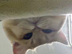 -糯米喵星人总部直营旗舰店·猫舍·幼猫出售