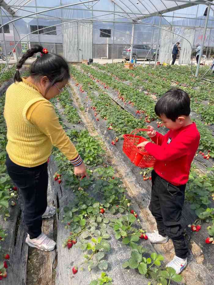 小吴奶油草莓园-"元旦放假期间,天气都好…dp搜一搜,发现.