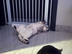 -宠物星动物医院·眼科·异宠·猫科(江南大道总院)