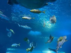 -太平洋海底世界