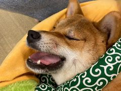 -逗柴咖啡屋·狗咖猫咖宠物桌游