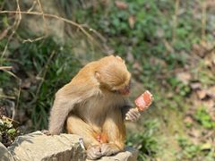 -黔灵山公园