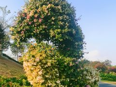-东莞植物园