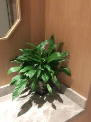 -苑苑vbeauty科技美容SPA