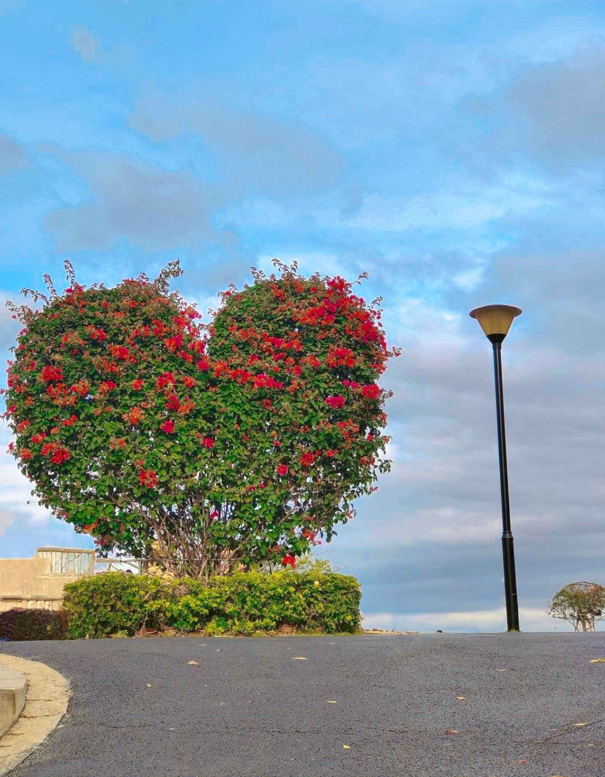 东莞传说的爱心树❤️🌲