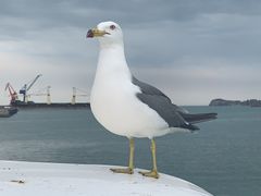 -海驴岛(荣成市)