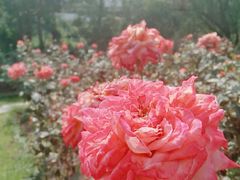 -人民公园(罗湖区)