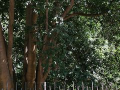 -墨尔本皇家植物园