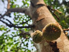 -中国科学院西双版纳热带植物园