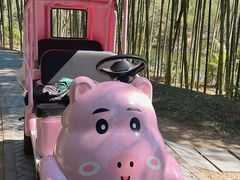 -黄海国家森林公园