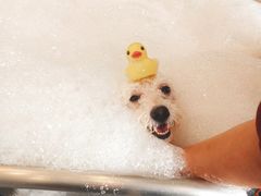 -PETKIT小佩宠物(古北店)