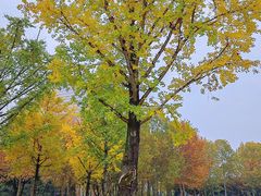 -重庆中央公园(渝北区)