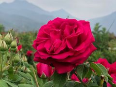 -木王宴语·野生鲜菌火锅(玉河店)