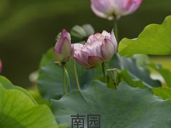 -国家植物园南园