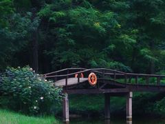 -黄海国家森林公园