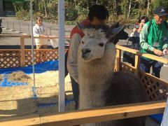 -北海道厅旧本厅舍(旧本庁舎)