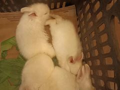 -伴山茶苑·一盏冰茶·半日山居