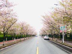 -高东镇樱花园