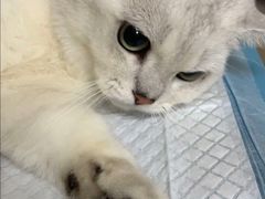 -爱佳宠物中心医院·骨外科·猫专科·急重症(瑶海万达店)