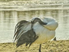 -盐城丹顶鹤湿地生态旅游区