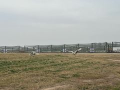 -盐城丹顶鹤湿地生态旅游区