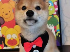 -萌宠之家·腊肠犬·马尔泰·小体犬舍