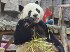 -栾川竹海野生动物园