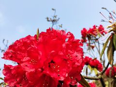 -贵州百里杜鹃风景名胜区