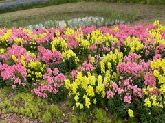 -春花秋色城市公园