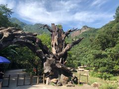 -龙湾潭国家森林公园