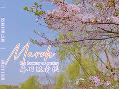 -顾村公园