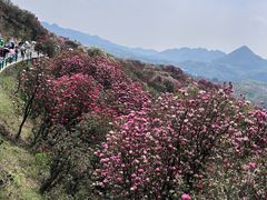 -贵州百里杜鹃风景名胜区