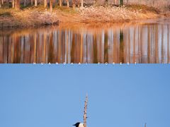 -黄海国家森林公园