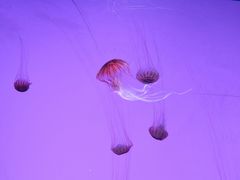 -沈阳海洋探索中心