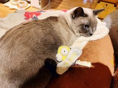 -滚猫咖啡·猫咖·猫友好撸猫(未来城店)