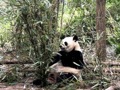 -成都动物园