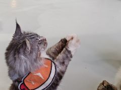 -豆逗聊愈猫阁Easy Life