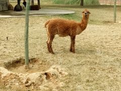 -石家庄市动物园