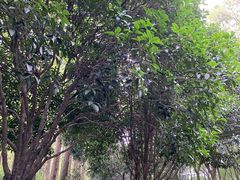 -后襄河公园