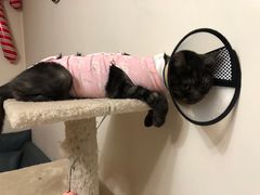 -中农大我爱我爱动物医院·核磁CT·猫病·24小时夜诊中心(石佛营店)