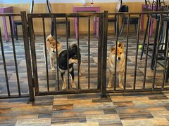 -柴源莊·柴小宠柴犬咖啡