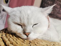 -Heymao猫咖.咖啡厅(东门店)