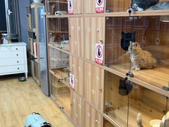 -喵百万·布偶·蓝金金渐层英短·猫舍(百子湾店)